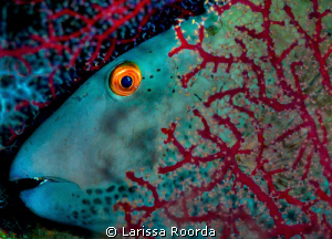 Parrotfish at rest.  105mm by Larissa Roorda 